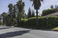 the streets are lined with greenery and palm trees near a sidewalk on a clear day