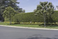 the house is in front of this hedge wall next to a street curb with several trees