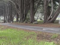 Big Sur, California: A Path Through Forests and Nature