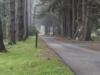 Big Sur, California: Forest Pathway in the Wilderness