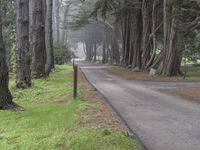 Big Sur, California: Forest Pathway in the Wilderness