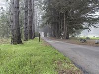 Big Sur, California: Forest Pathway in the Wilderness