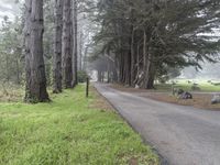 Big Sur, California: Forest Pathway in the Wilderness