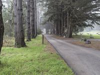 Big Sur, California: Forest Pathway in the Wilderness