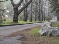 a road surrounded by trees with rocks and a tree growing between the curbs and a bench