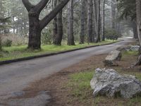 a road surrounded by trees with rocks and a tree growing between the curbs and a bench