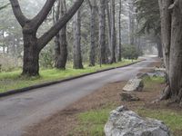 a road surrounded by trees with rocks and a tree growing between the curbs and a bench