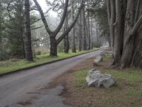 a road surrounded by trees with rocks and a tree growing between the curbs and a bench