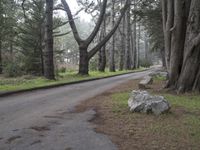 a road surrounded by trees with rocks and a tree growing between the curbs and a bench