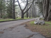 a road surrounded by trees with rocks and a tree growing between the curbs and a bench