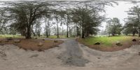 a large green bush on the side of a road with trees next to it, and three large rocks near the end of the road,