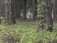 Big Sur Landscape: Immersed in Nature's Forest