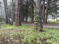 Big Sur Landscape: Immersed in Nature's Forest