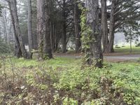 Big Sur Landscape: Immersed in Nature's Forest