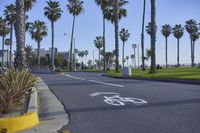 a bike lane near a beach in front of tall palm trees on the street with bike signs on the sidewalk