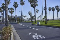 a bike lane near a beach in front of tall palm trees on the street with bike signs on the sidewalk