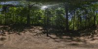 there is a man riding a bike in a forest of trees and sand with a frisbee