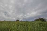 a black and white dog in the middle of grass under the clouds and on top of a hill