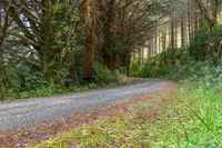 a road that has been blocked off in the distance, with green vegetation on both sides