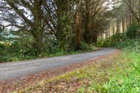 a road that has been blocked off in the distance, with green vegetation on both sides