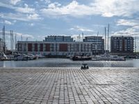 the dog is looking over the water near boats at a marina in stockholm, sweden