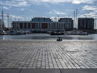 the dog is looking over the water near boats at a marina in stockholm, sweden