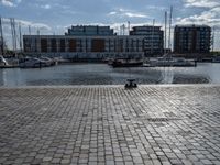 the dog is looking over the water near boats at a marina in stockholm, sweden