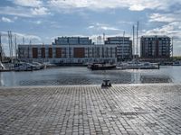 the dog is looking over the water near boats at a marina in stockholm, sweden