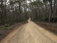 a dirt road surrounded by many trees on a hill side, a vehicle goes downhill