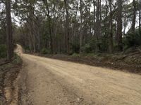 a dirt road surrounded by many trees on a hill side, a vehicle goes downhill