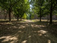 a dirt road through the middle of a park with trees lining both sides of it