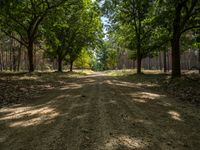 a dirt road through the middle of a park with trees lining both sides of it