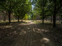 a dirt road through the middle of a park with trees lining both sides of it