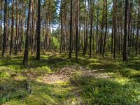 many trees in the woods in grassy grass and dirt in the background and a large mound with a pile of sticks