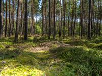 many trees in the woods in grassy grass and dirt in the background and a large mound with a pile of sticks