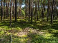 many trees in the woods in grassy grass and dirt in the background and a large mound with a pile of sticks