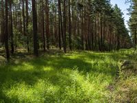 Brandenburg Berlin Landscape: A Forested Paradise