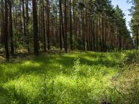 Brandenburg Berlin Landscape: A Forested Paradise