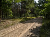 a dirt road in a wooded area surrounded by trees and grass, in the sunshine