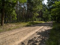 a dirt road in a wooded area surrounded by trees and grass, in the sunshine