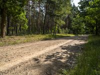 a dirt road in a wooded area surrounded by trees and grass, in the sunshine