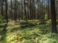 a tall forest has some green plants in it as well as the sun is shining through trees