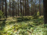 a tall forest has some green plants in it as well as the sun is shining through trees