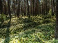 a tall forest has some green plants in it as well as the sun is shining through trees