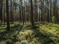 a tall forest has some green plants in it as well as the sun is shining through trees