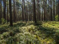 a tall forest has some green plants in it as well as the sun is shining through trees