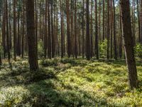 a tall forest has some green plants in it as well as the sun is shining through trees