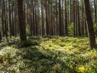 a tall forest has some green plants in it as well as the sun is shining through trees