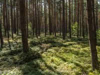 a tall forest has some green plants in it as well as the sun is shining through trees