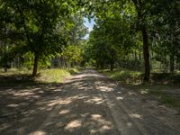 a dirt road with trees and grass on either side of it, surrounded by tall, green leaves